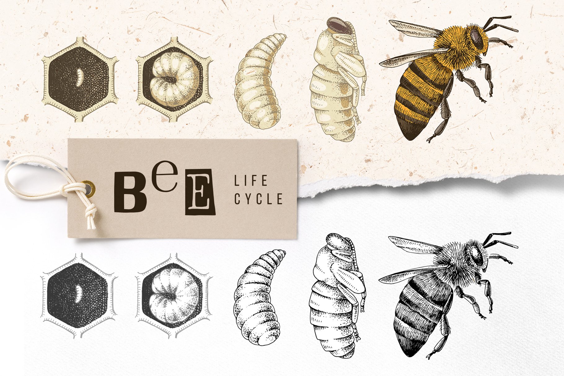 Hand Drawn Life Cycle Of A Honey Bee Design Cuts