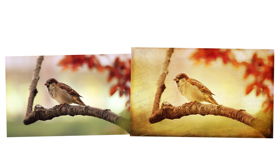 2 Lil Owls Texture Bundle