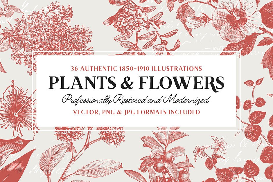 36 Plant and Flower Illustrations