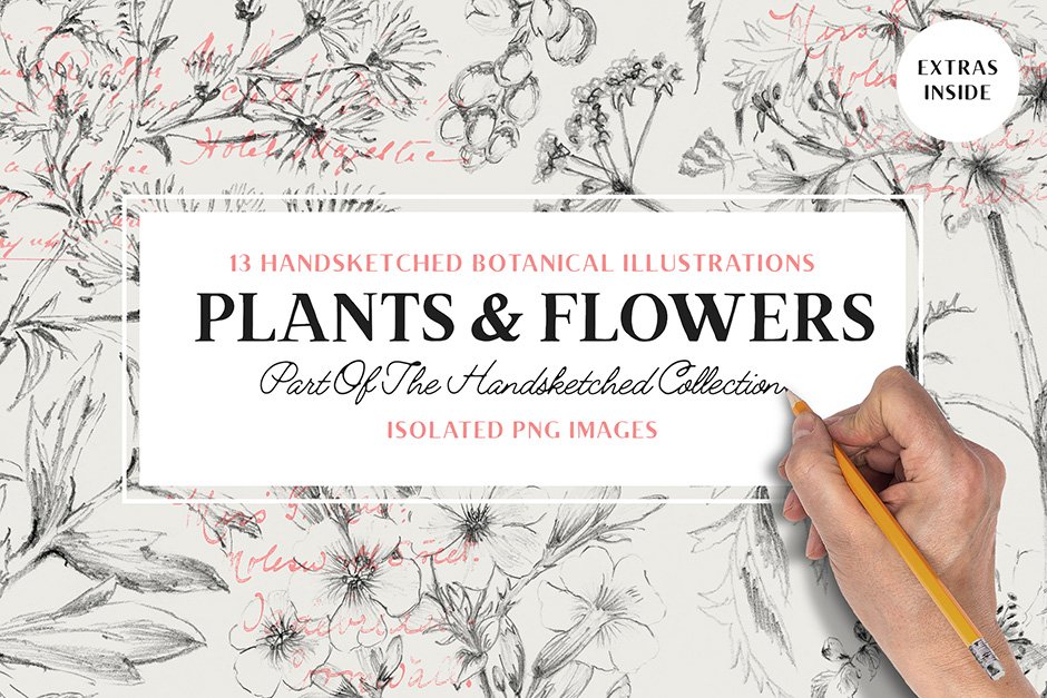 13 Botanical Illustrations + Extras