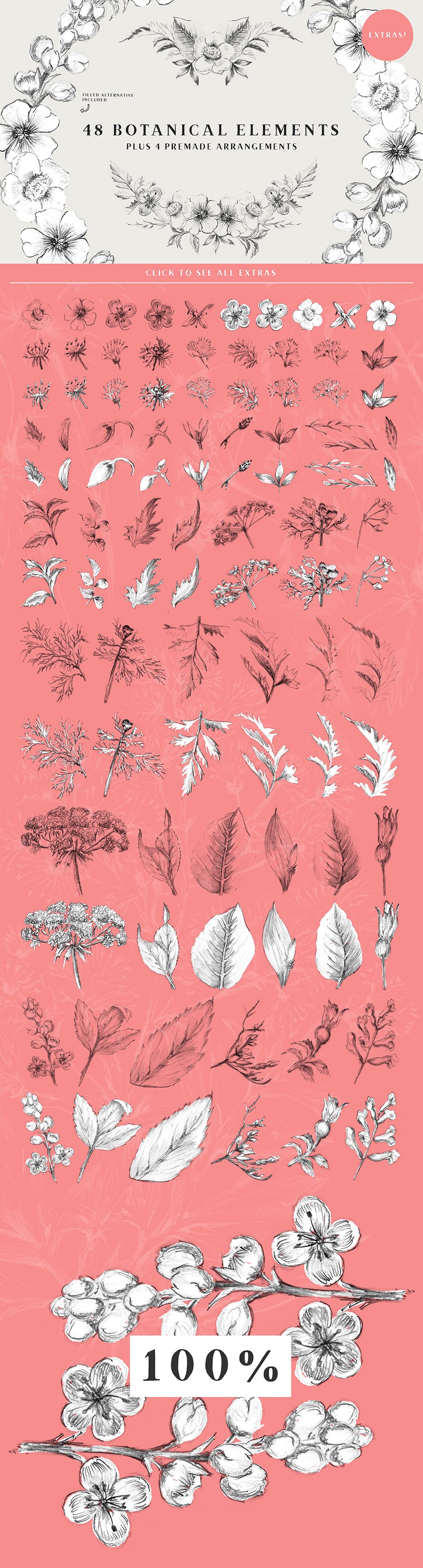13 Botanical Illustrations + Extras
