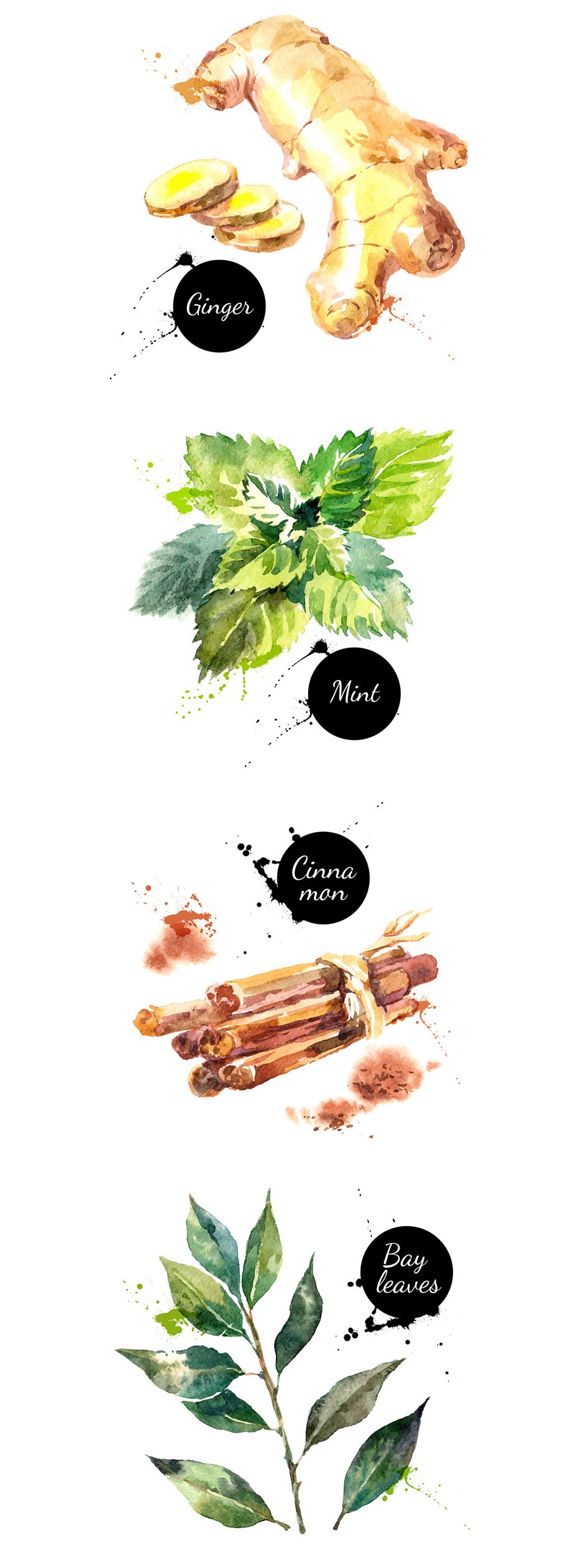 Watercolor Herbs and Spices Vector Set