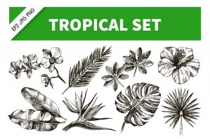 Hand-drawn Tropical Plants Vector Set