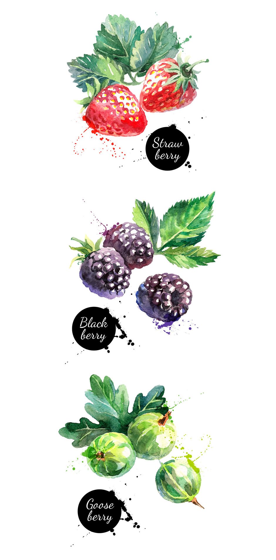 Watercolor Berries Vector Set