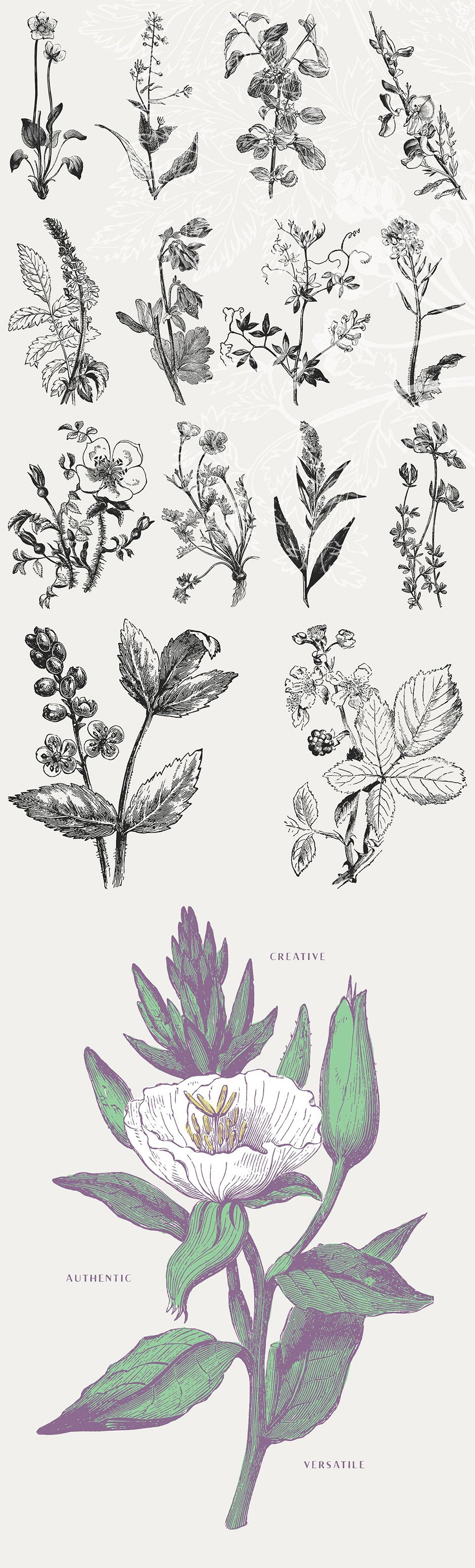 39 Plant & Flower Illustrations No. 3