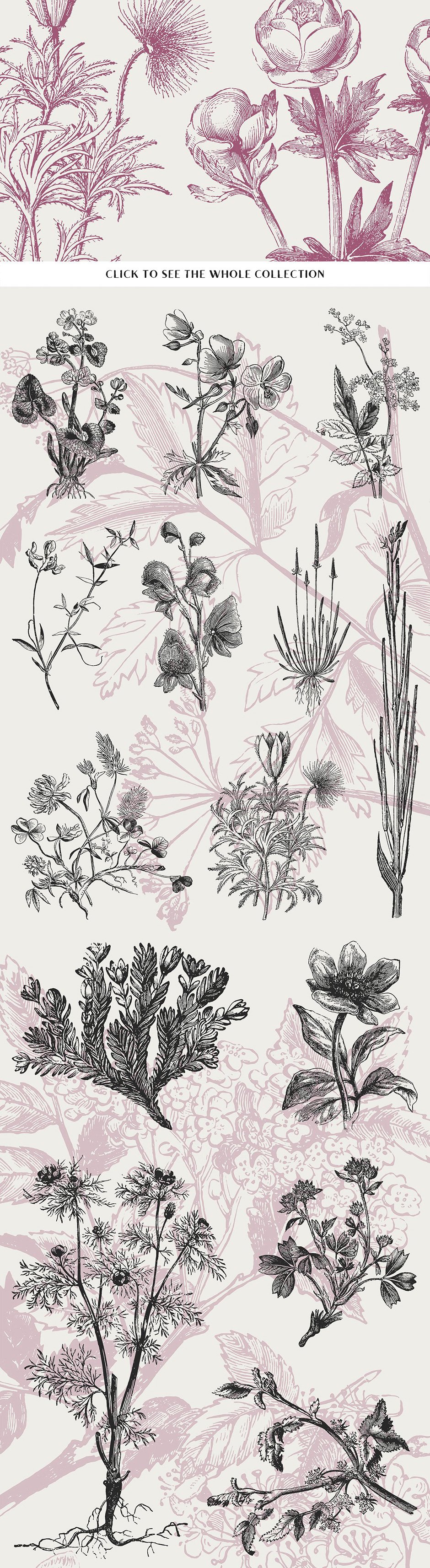 40 Plant & Flower Illustrations No. 4