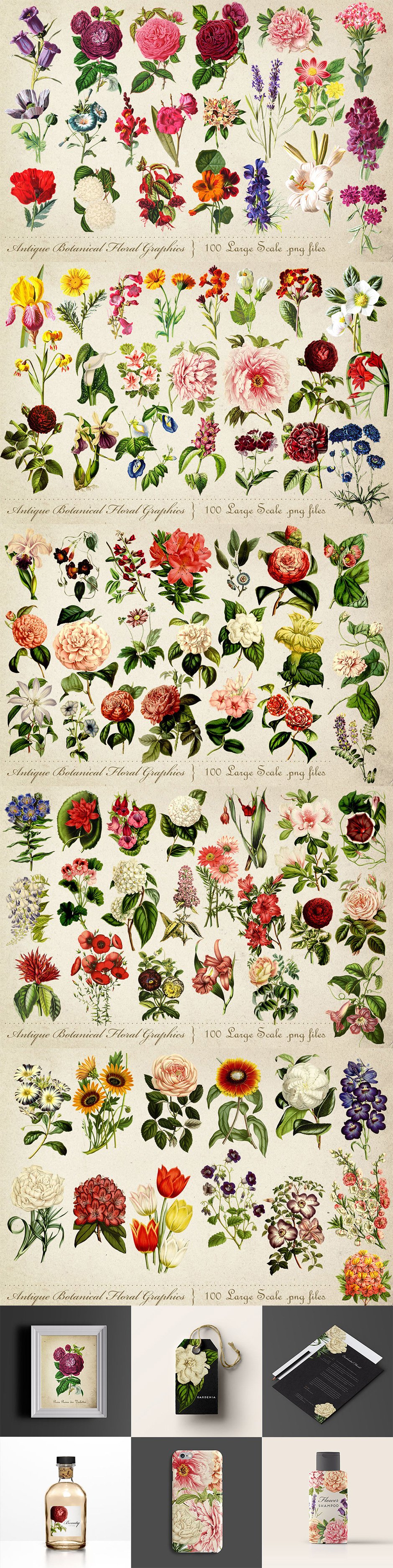 Antique Botanical Floral Graphics 2 