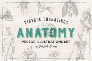 76 Anatomy Vintage Engravings