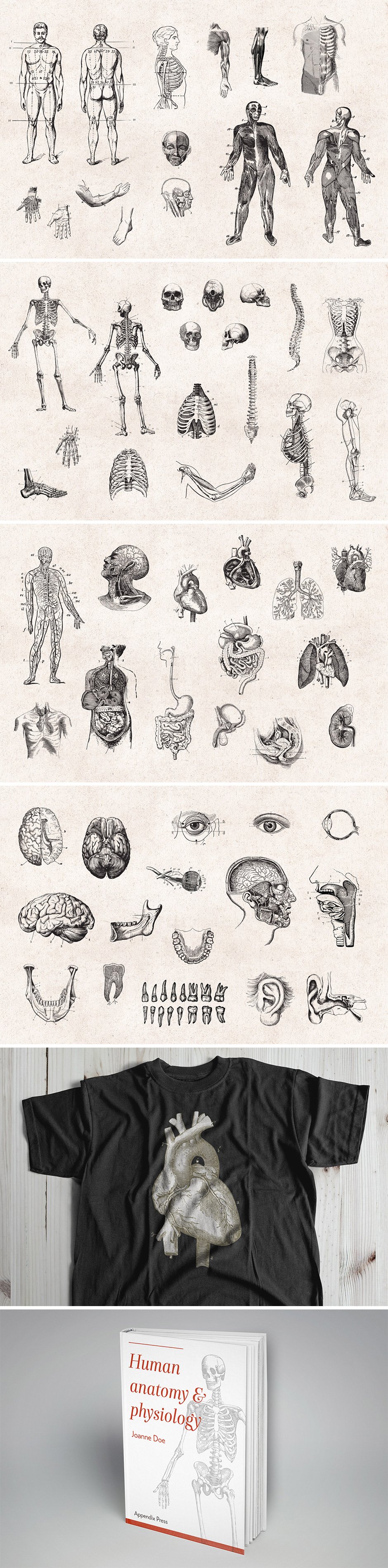 76 Anatomy Vintage Engravings