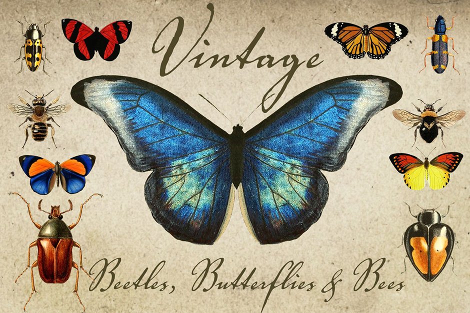 Vintage Beetles, Butterflies & Bees