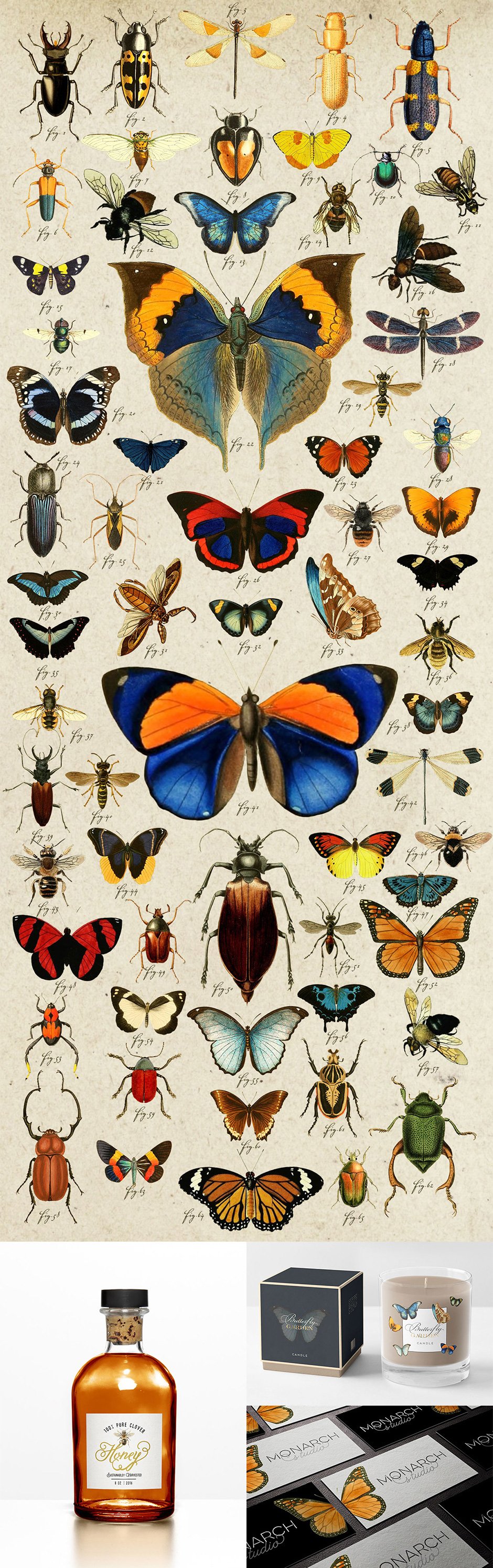 Vintage Beetles, Butterflies & Bees