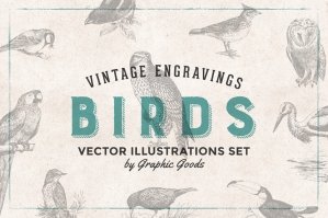 97 Vintage Birds Engravings