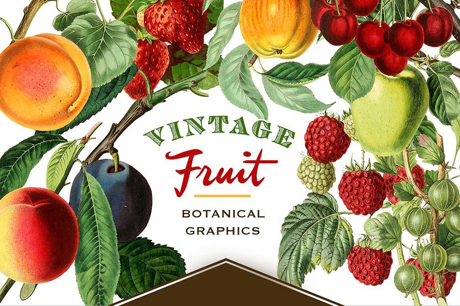 Vintage Fruit Botanical Graphics