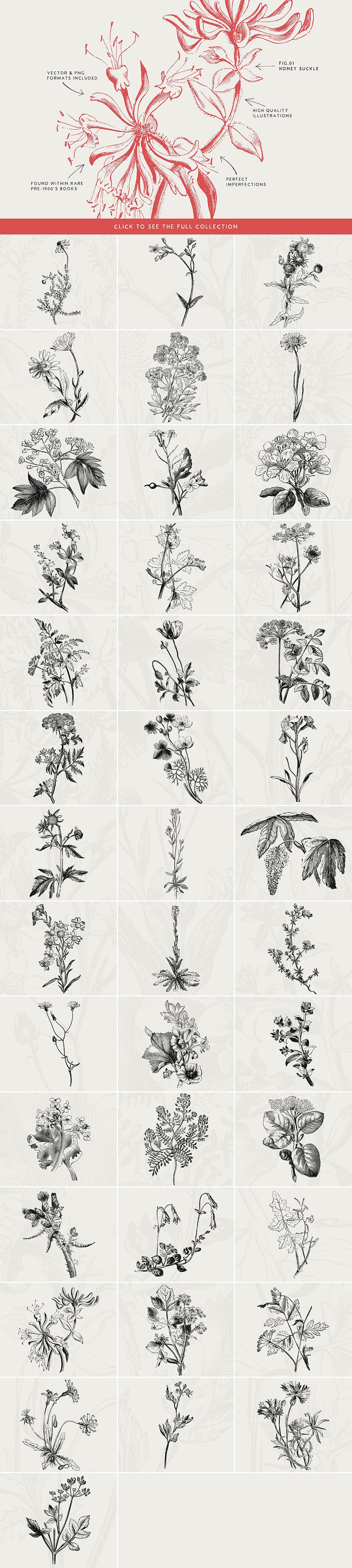 40 Plant & Flower Illustrations No. 5