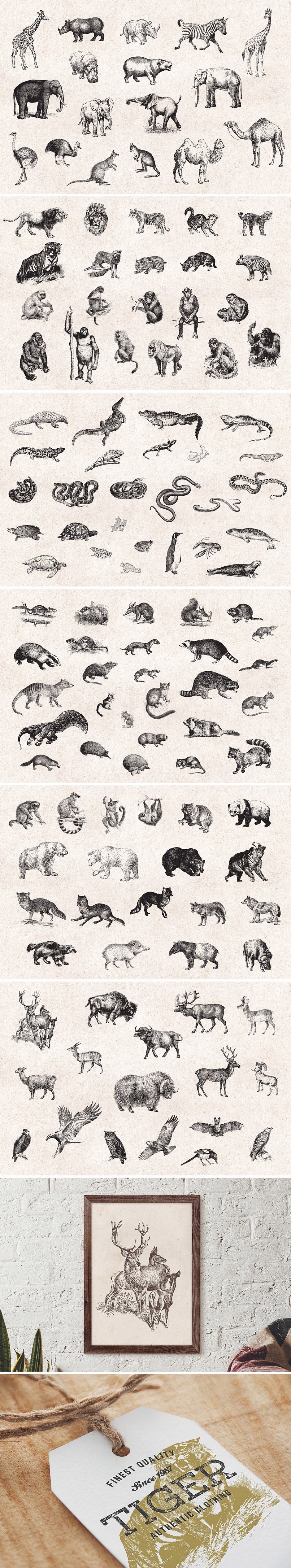 127 Wild Animals Vintage Engravings