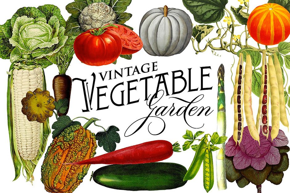 Vintage Vegetable & Botanical Graphics