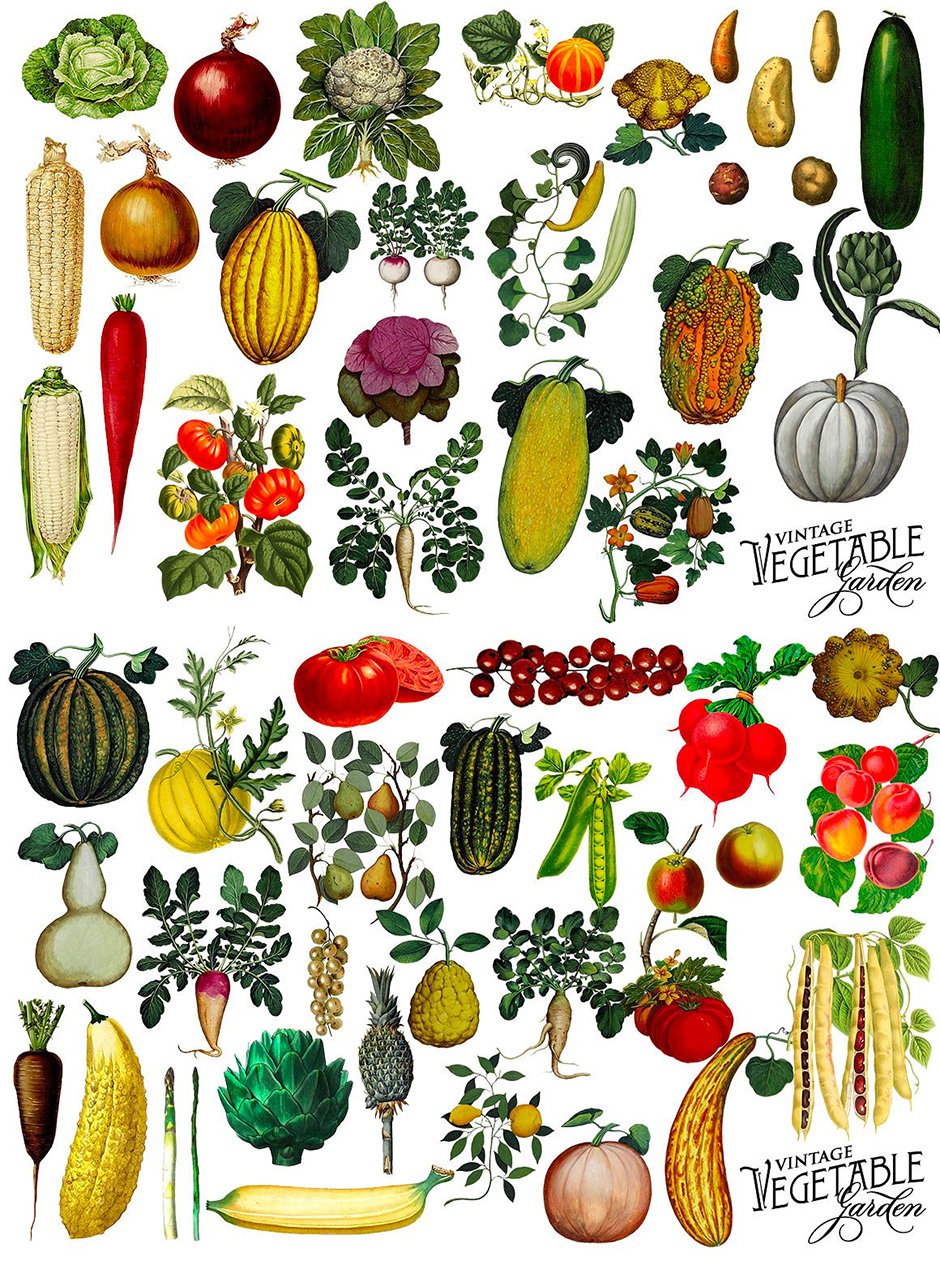 Vintage Vegetable & Botanical Graphics