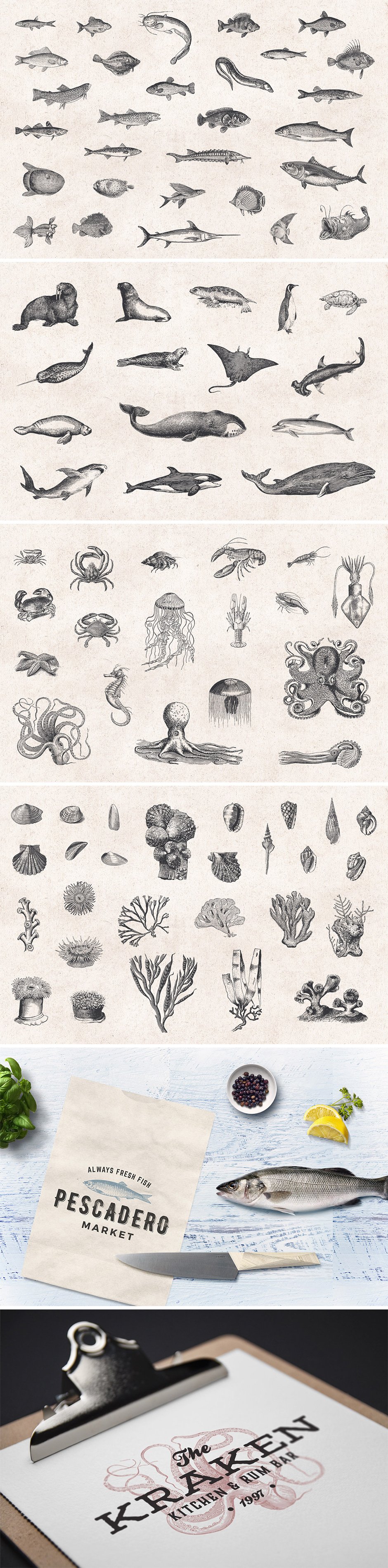 Fishes & Sea Life Engravings