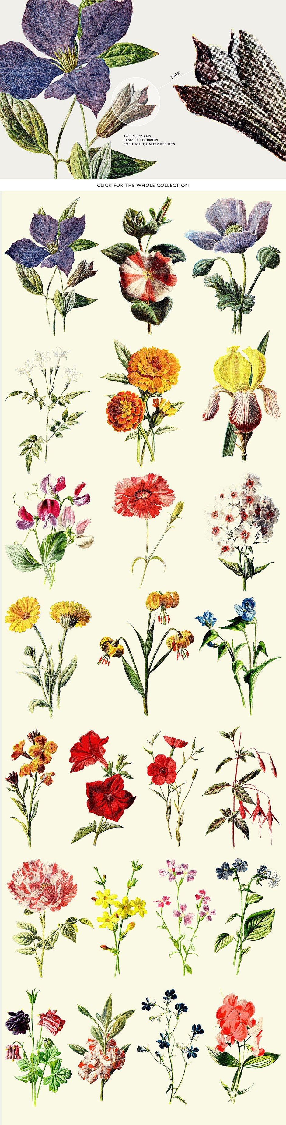 24 Colored Botanical Graphics