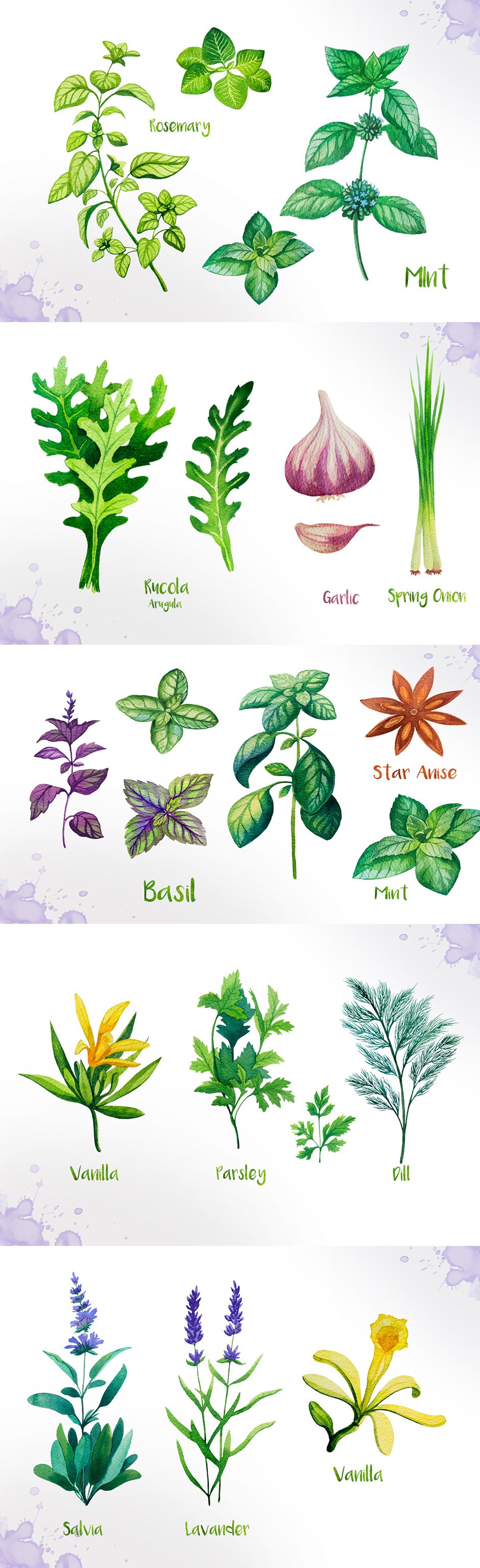 watercolour-herbs-main-image