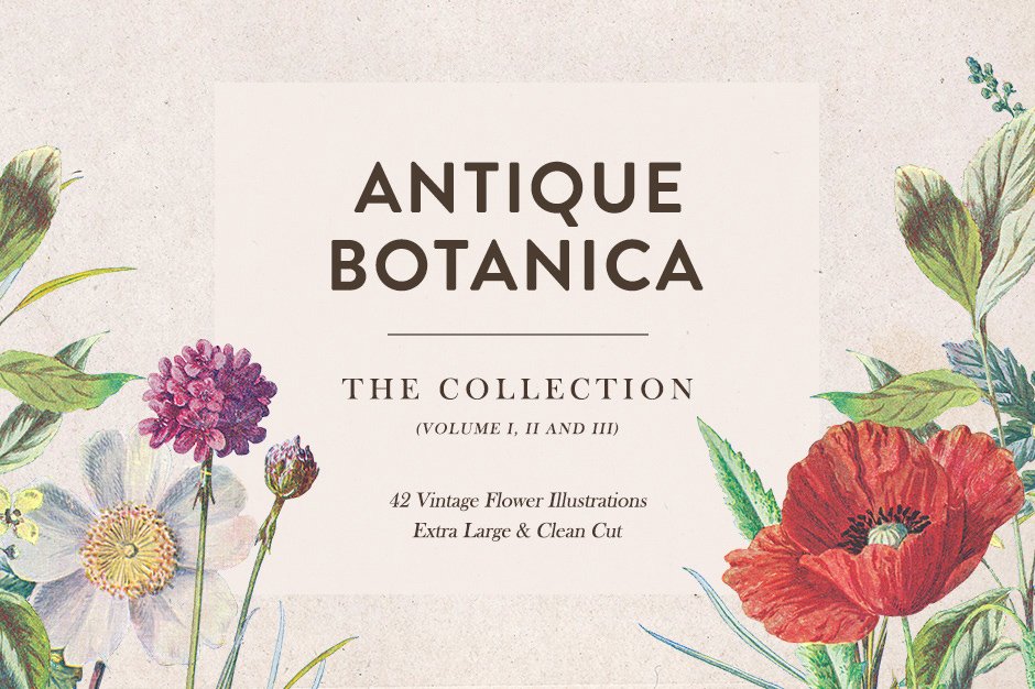 Antique Botanica Illustrations