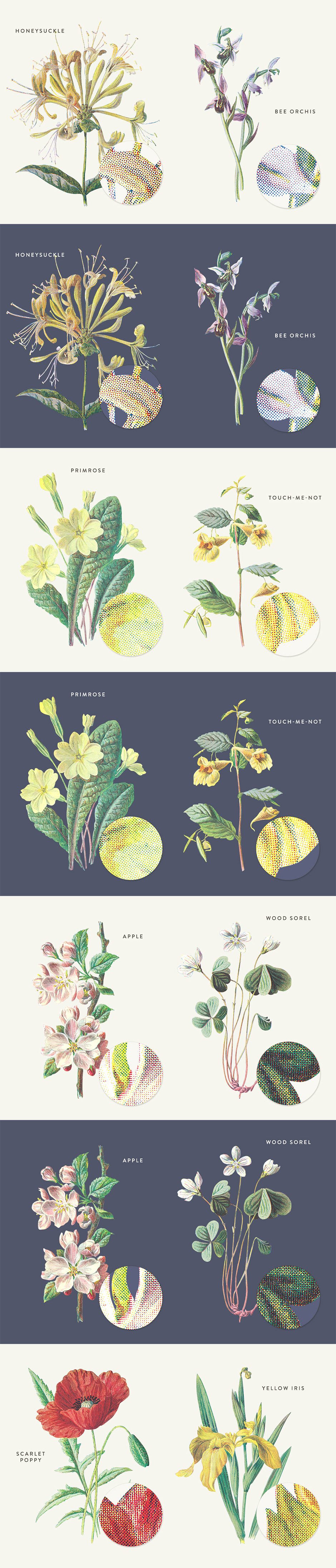 Antique Botanica Illustrations