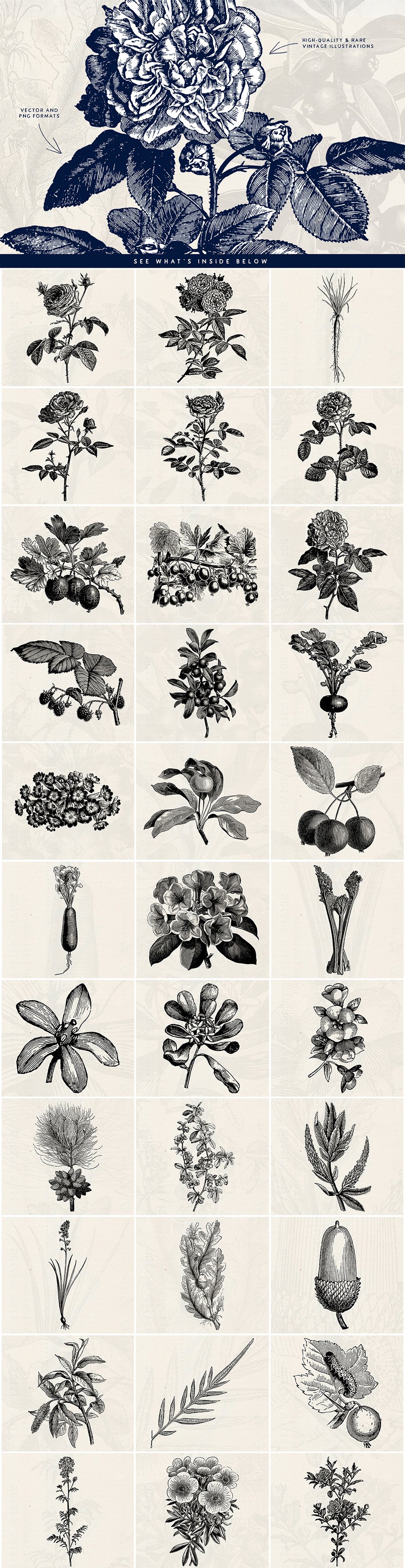 Fruit & Flower Illustrations and more!