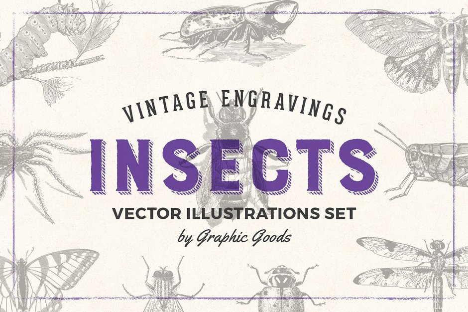 Insects - Vintage Illustrations