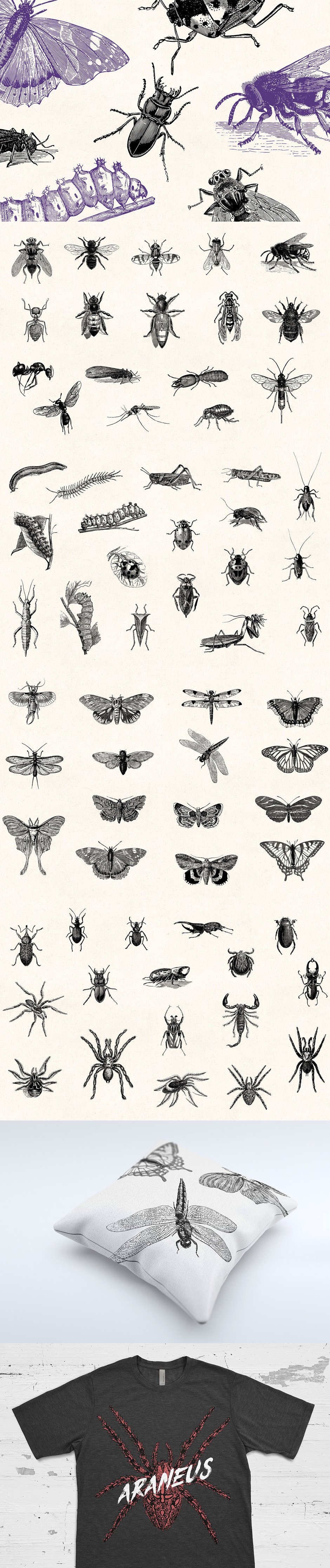 Insects-Vintage-Illustrations