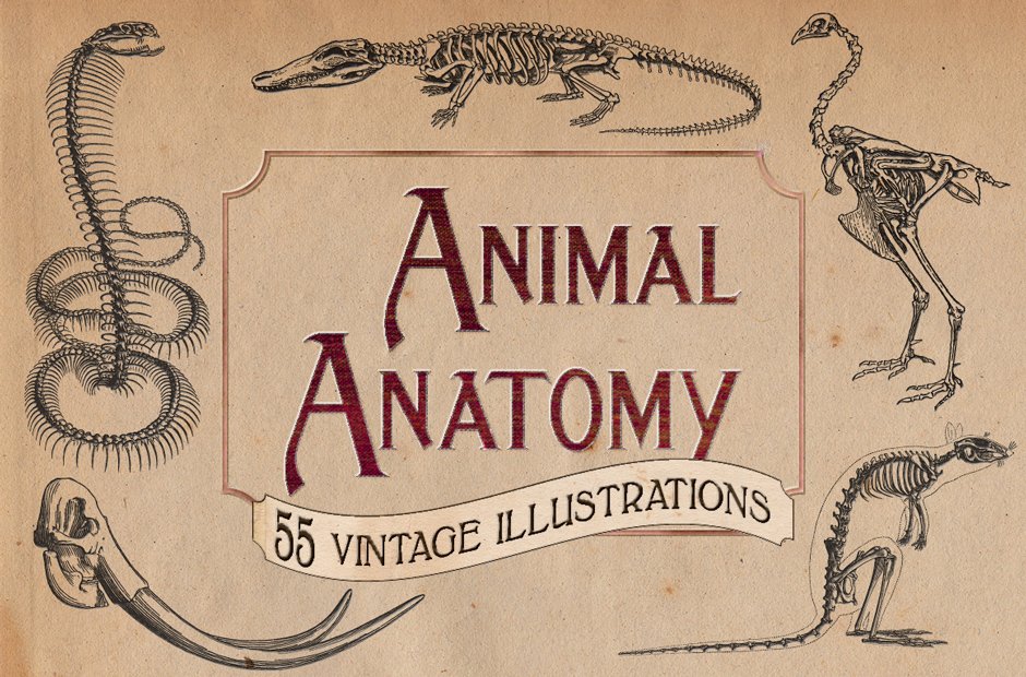 Vintage Animal Anatomy Vectors: 55 Illustrations Ready To Use