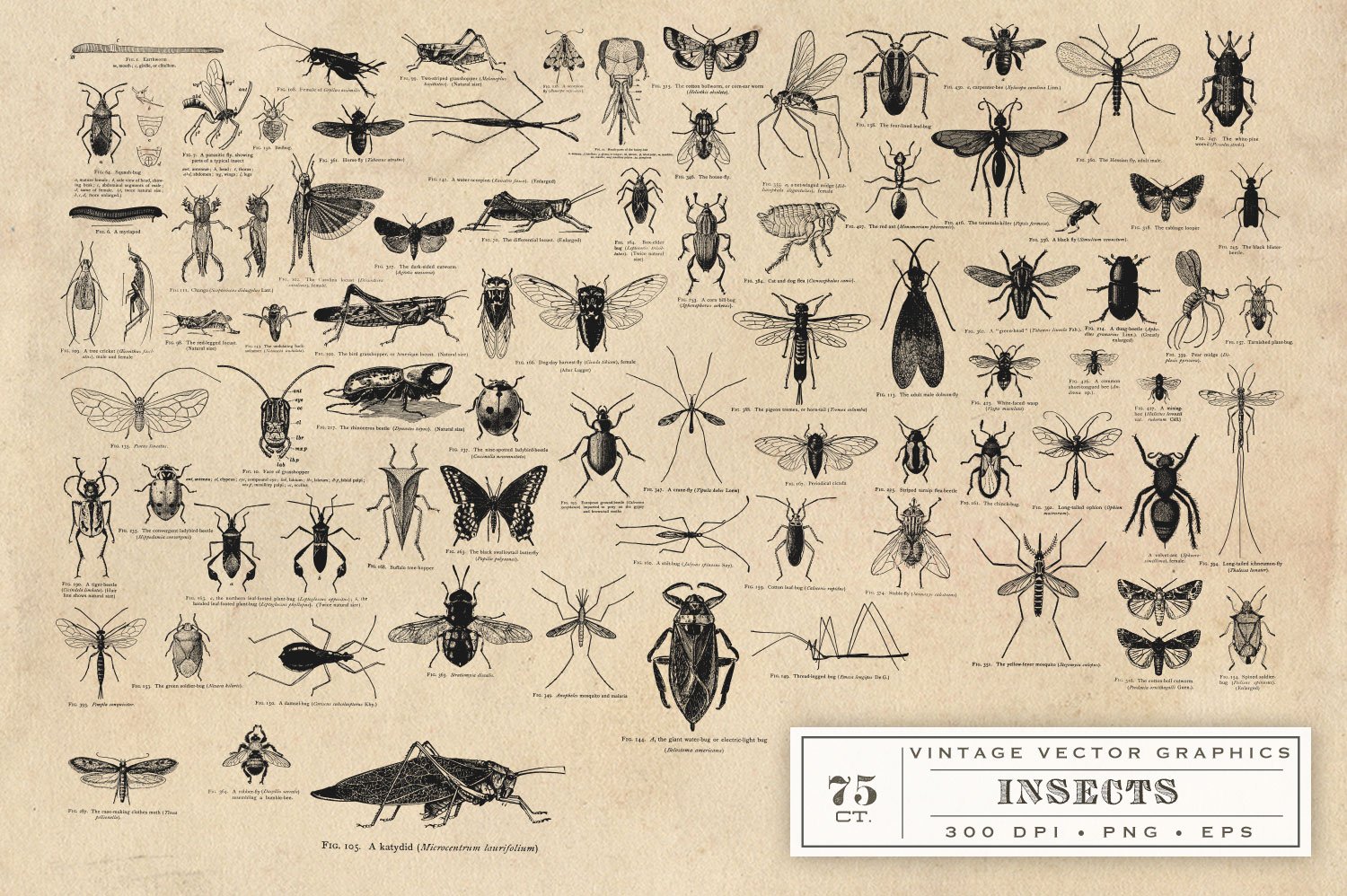 Insect Vector Graphics