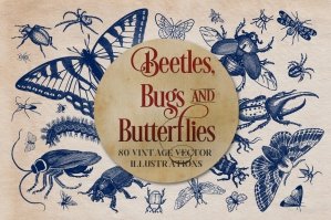 Vintage Insects and Butterflies