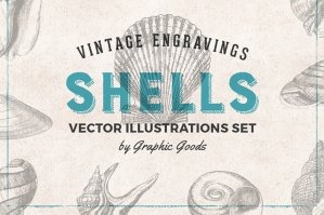 Shells Vintage Engravings Set
