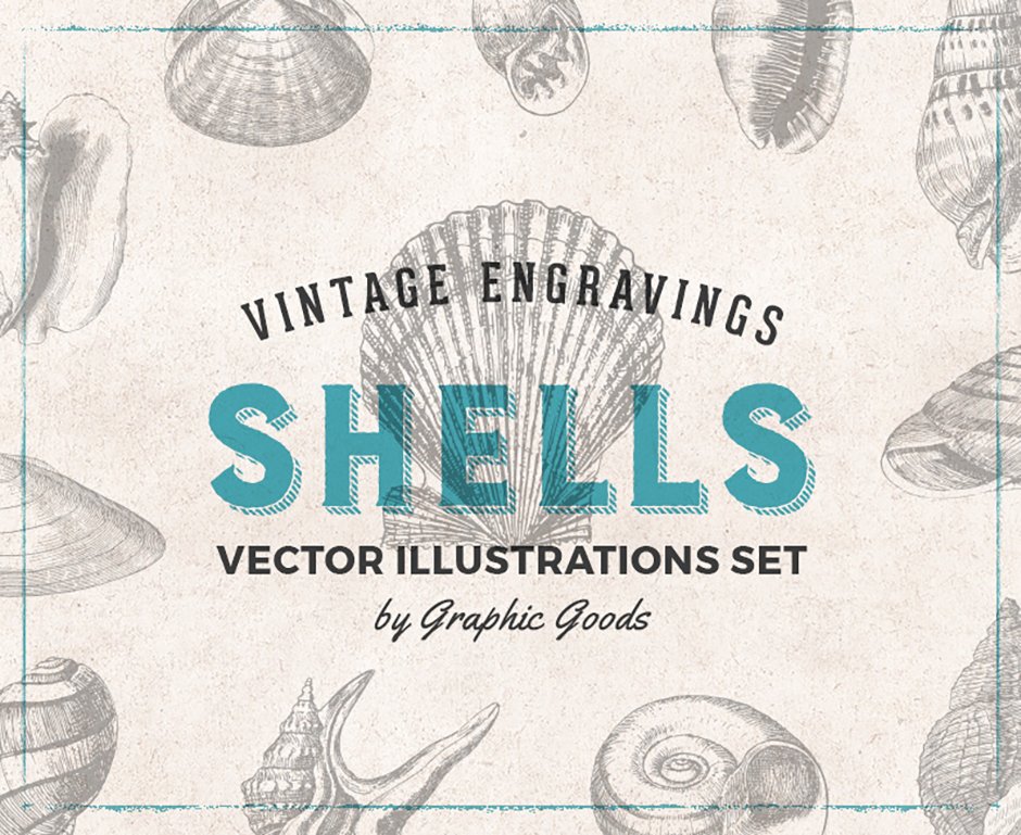 shell illustrations