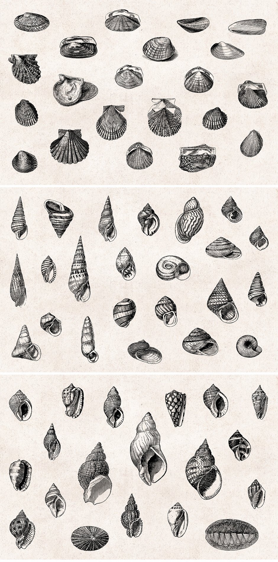 shell illustrations