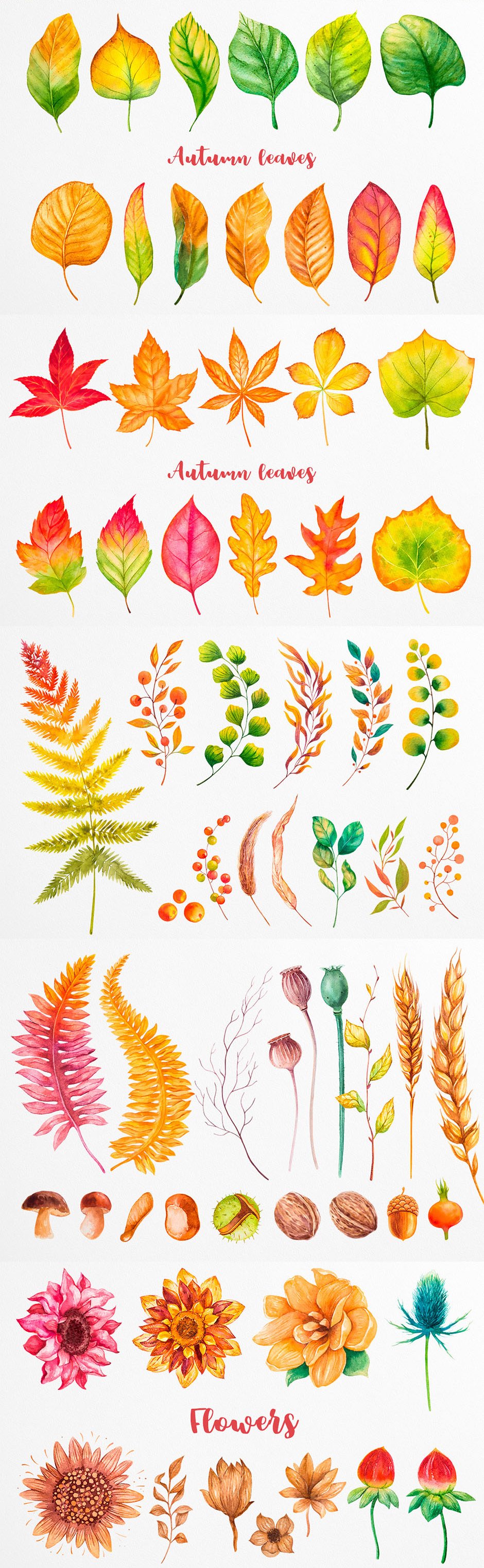 Fall Vectors Collection