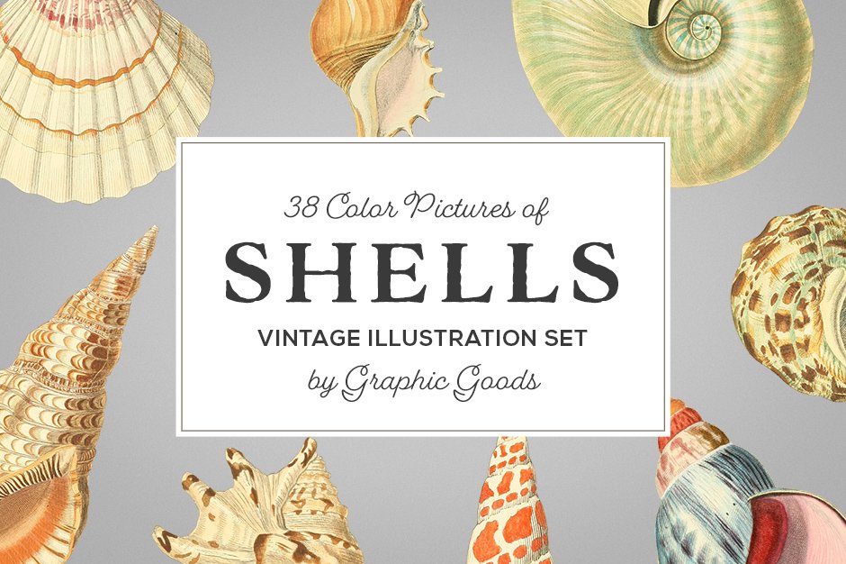 vintage shell illustrations