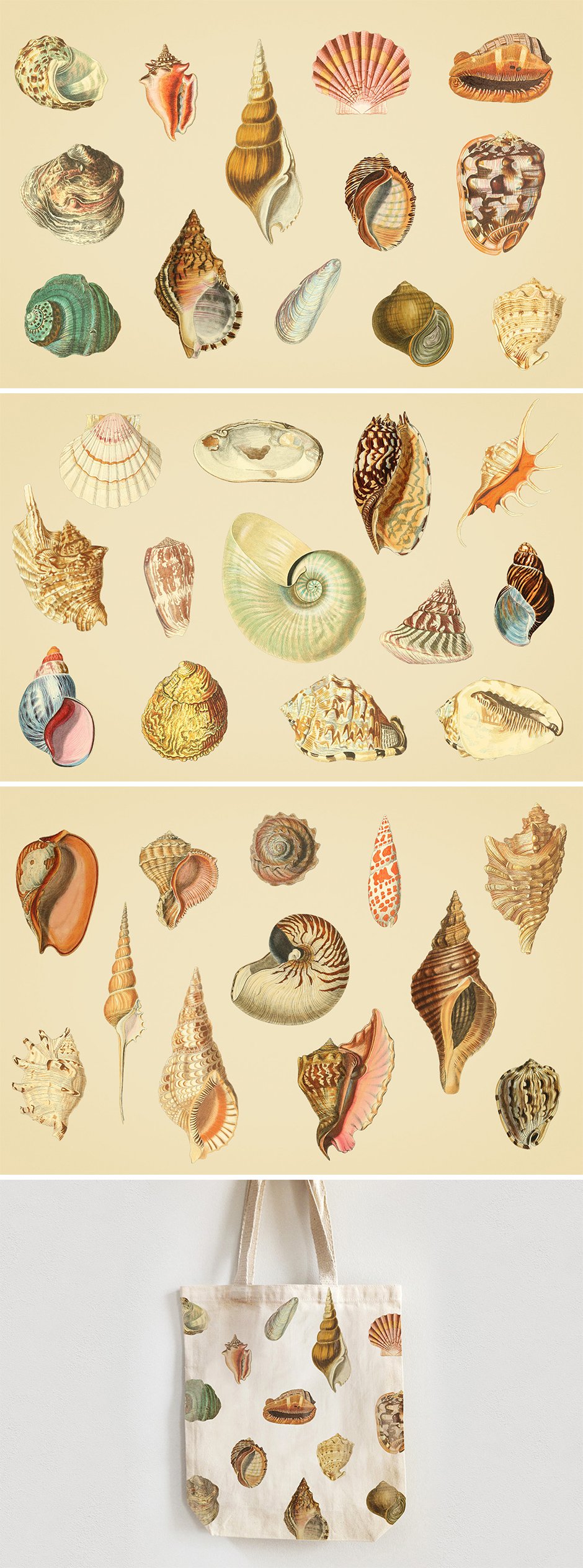 vintage shell illustrations