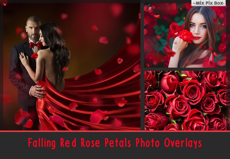 Falling Rose Petals Photo Overlays