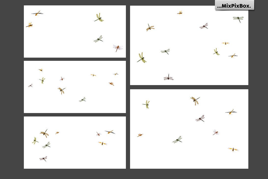 Dragonfly Overlays