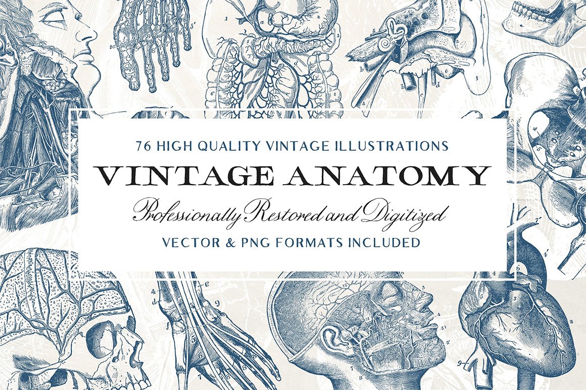 76 Vintage Anatomy Illustrations