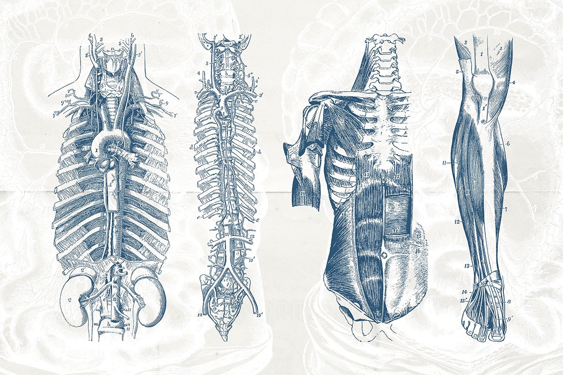 76 Vintage Anatomy Illustrations