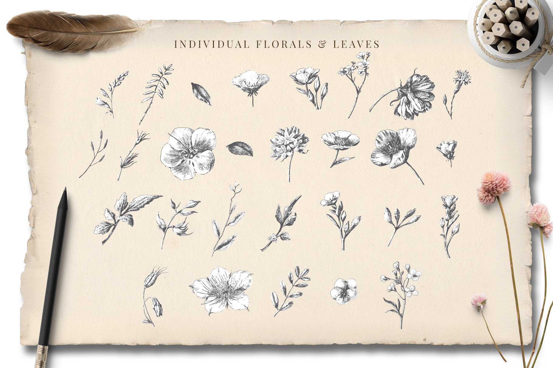 Botanical Curiosities Monograms
