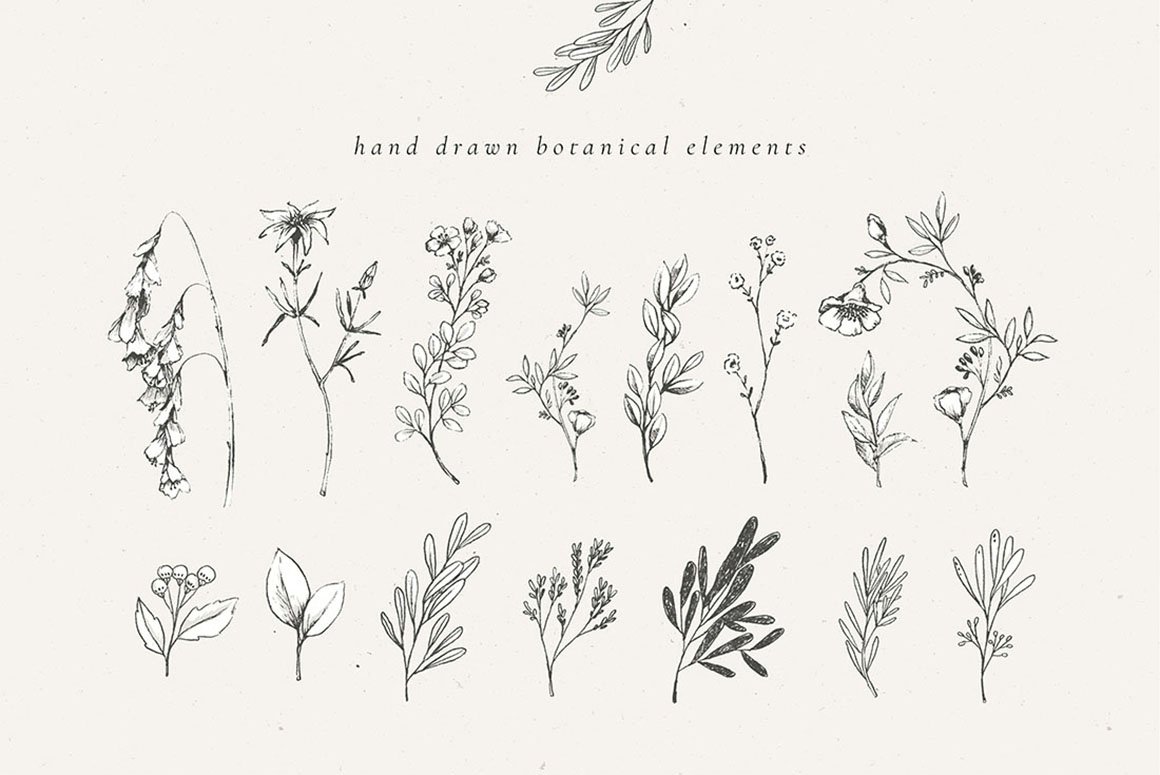 Country Botanical Illustrations & Monograms