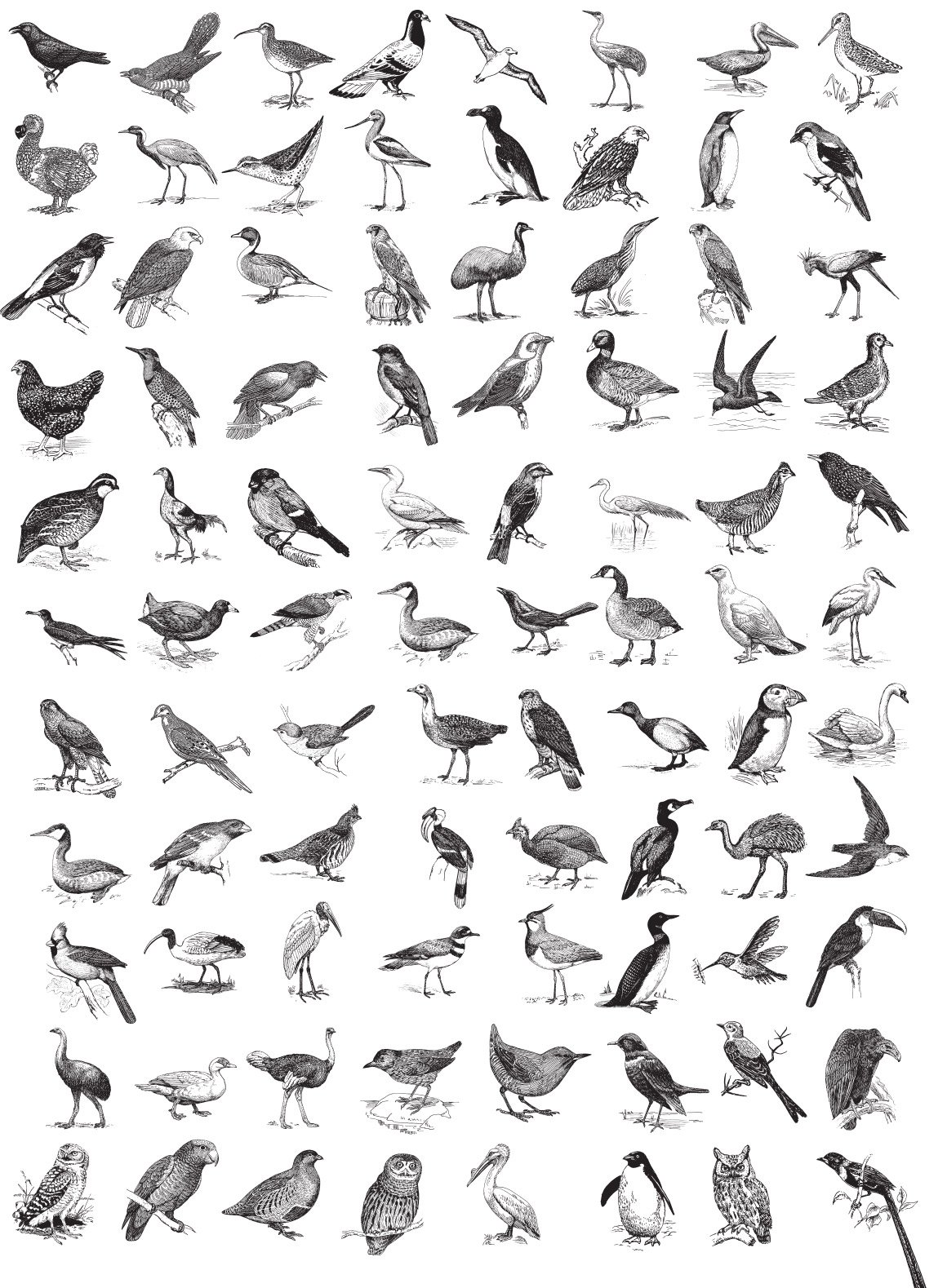 Ornithology – Vintage Bird Illustrations