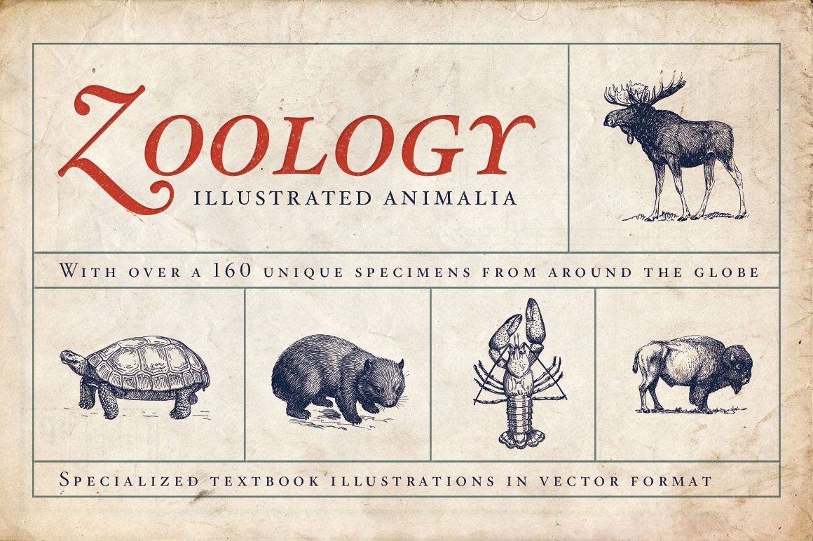 Zoology – Vintage Animal Illustrations