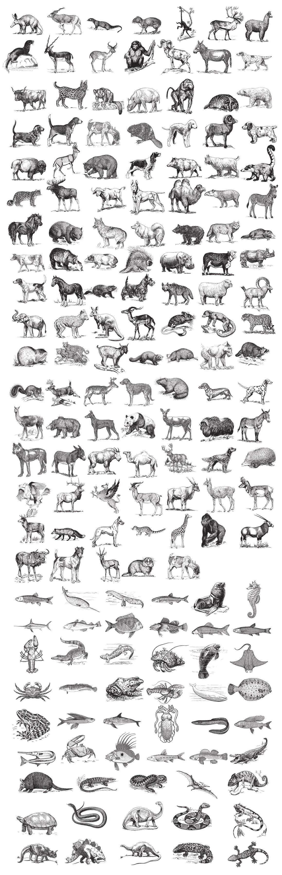 Zoology – Vintage Animal Illustrations