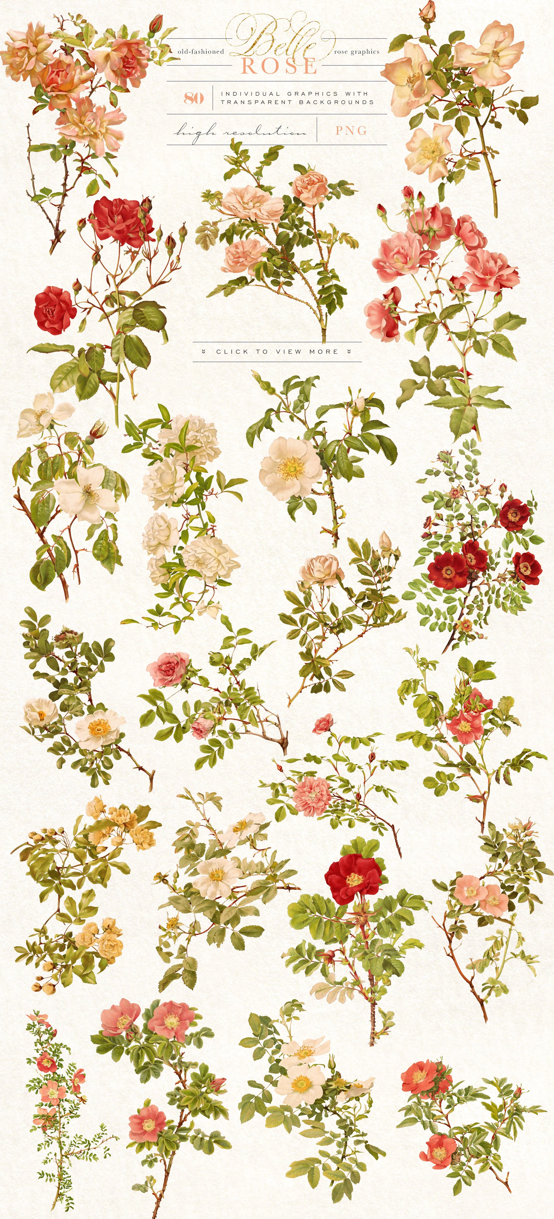 Belle Rose Antique Graphics Bundle