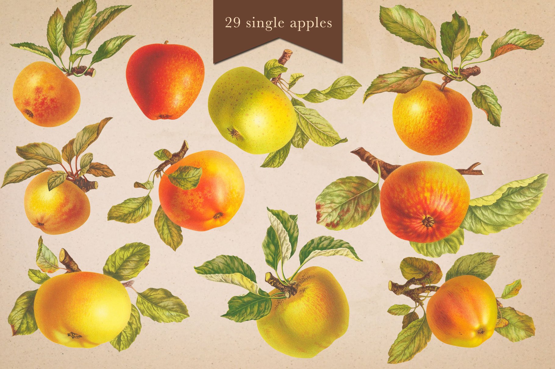 Cider House Apple & Pear Graphics