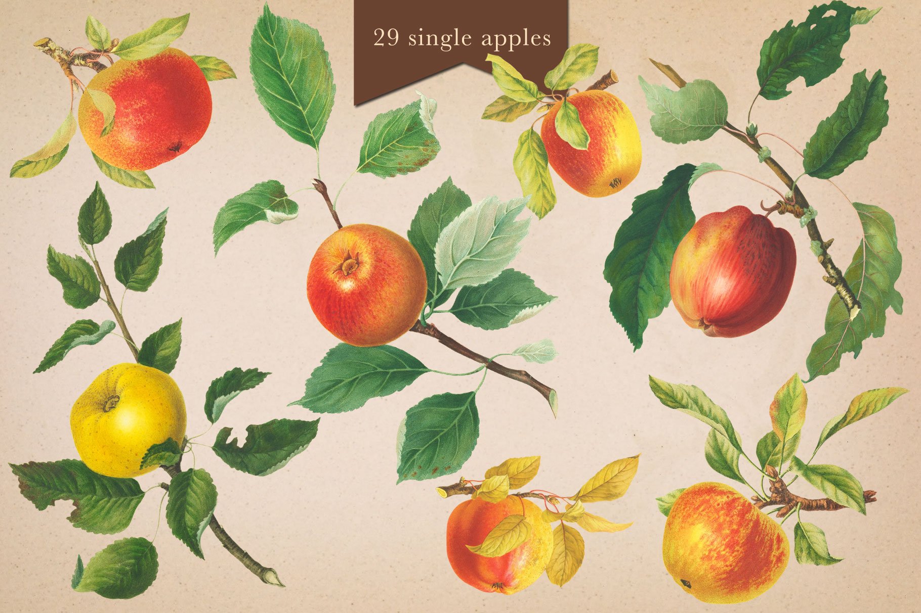 Cider House Apple & Pear Graphics